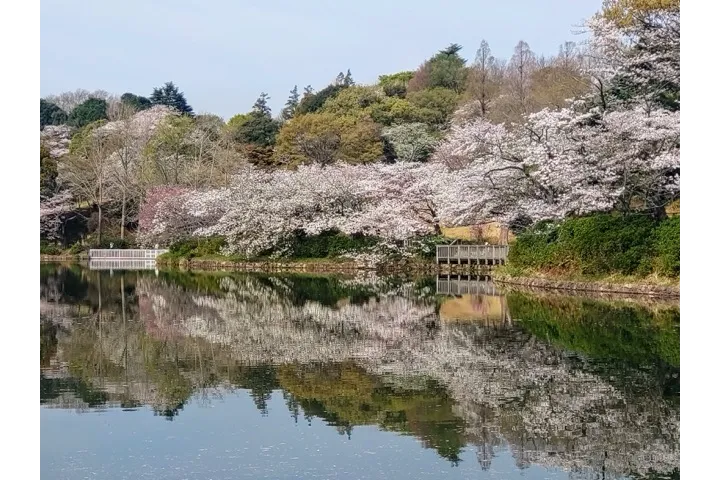 水面に映る桜