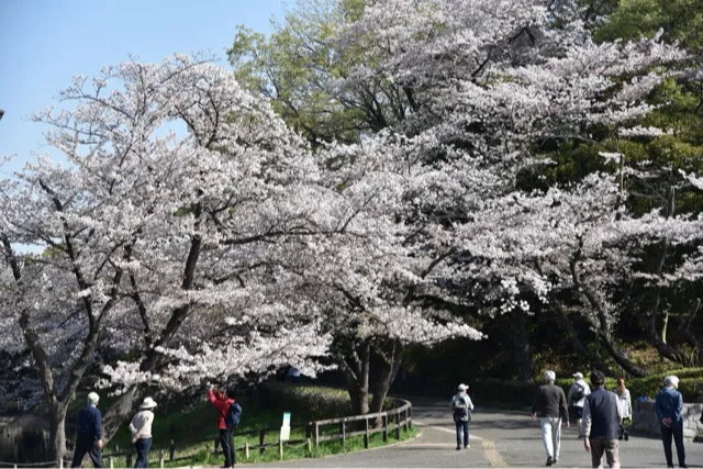 桜の中を歩く園路