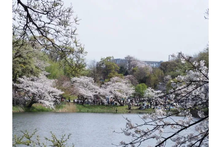 大きな池と桜がみどころ