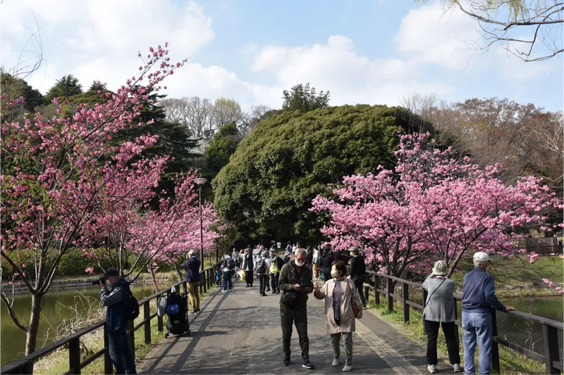 県立三ツ池公園の桜・花見情報_1