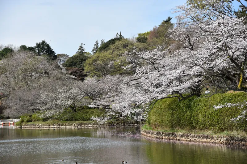県立三ツ池公園の桜・花見情報_2