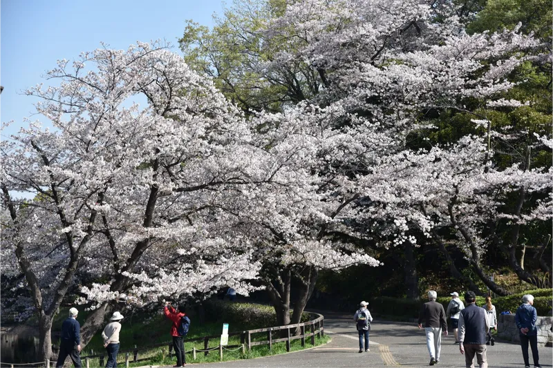 県立三ツ池公園の桜・花見情報_3