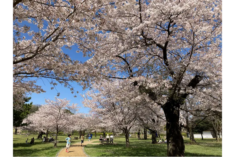 風の広場ソメイヨシノ