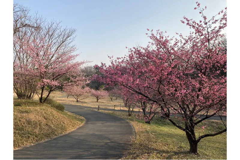 ススキ原っぱのカワヅザクラ
