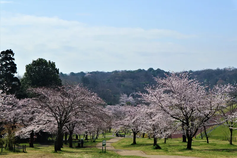 桜坂上部からの眺め