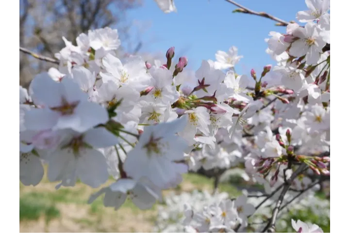 国営武蔵丘陵森林公園_4