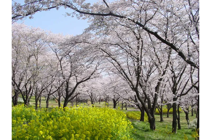 国営武蔵丘陵森林公園_6