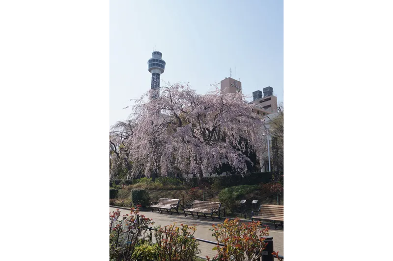 山下公園_2