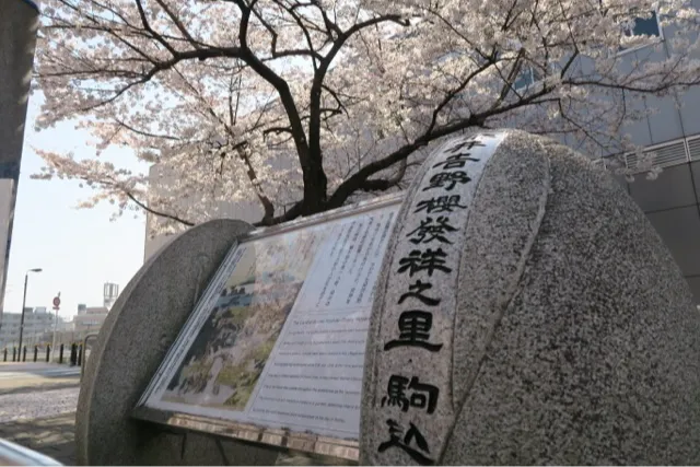 染井吉野桜記念公園の桜・花見情報_1