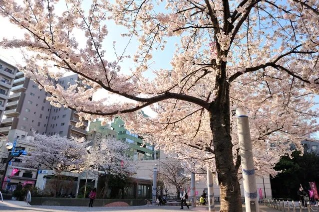 染井吉野桜記念公園の桜・花見情報_2
