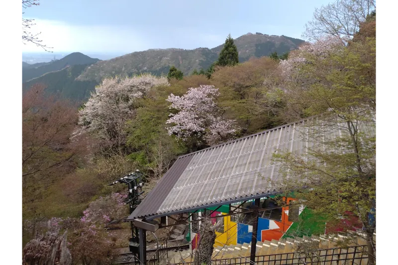 御岳山の桜・花見情報_3