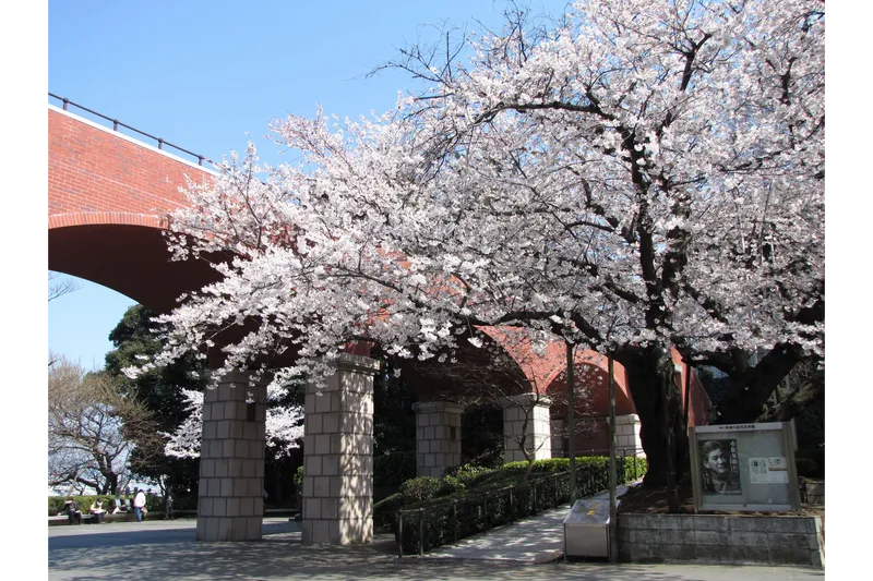 港の見える丘公園の桜・花見情報_1