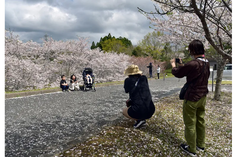 天神山公園の桜・花見情報_1