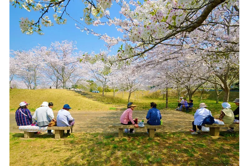 天神山公園の桜・花見情報_2