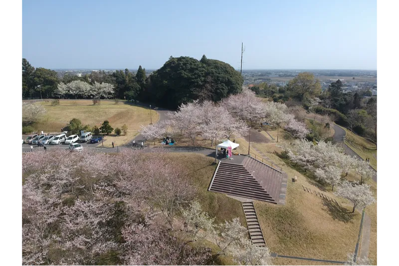天神山公園の桜・花見情報_3