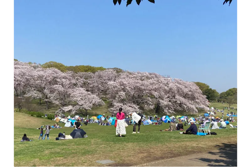 芝生広場と桜山