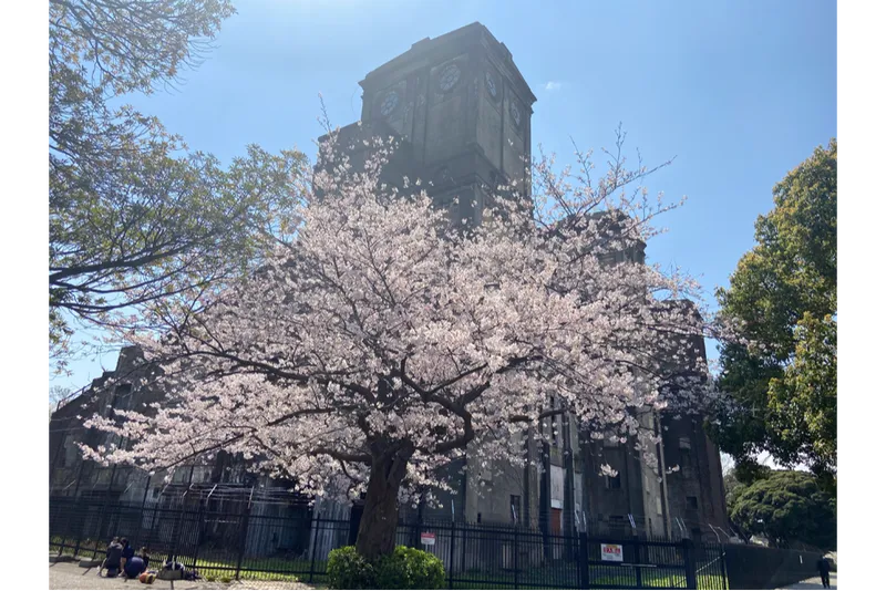 旧一等馬見所と桜