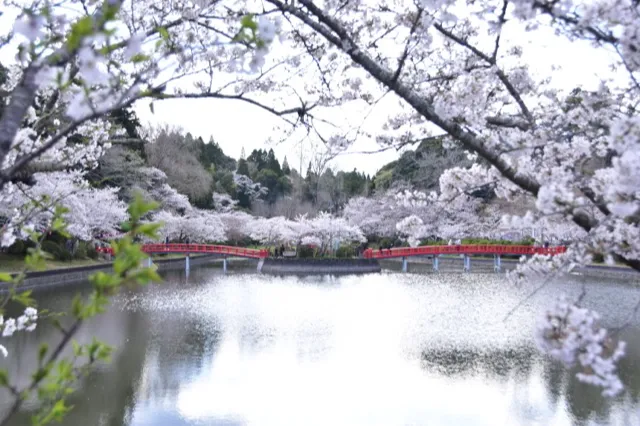 弁天湖と桜