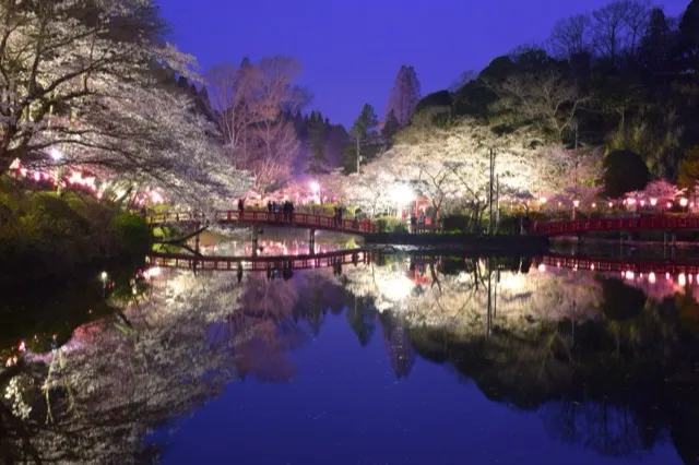 夜桜ライトアップ