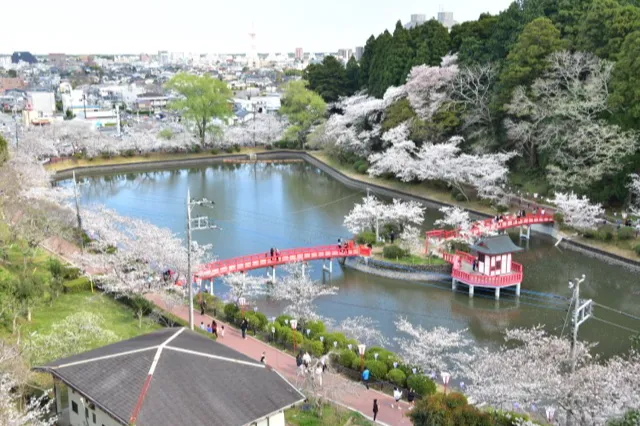 茂原公園の桜・花見情報_1