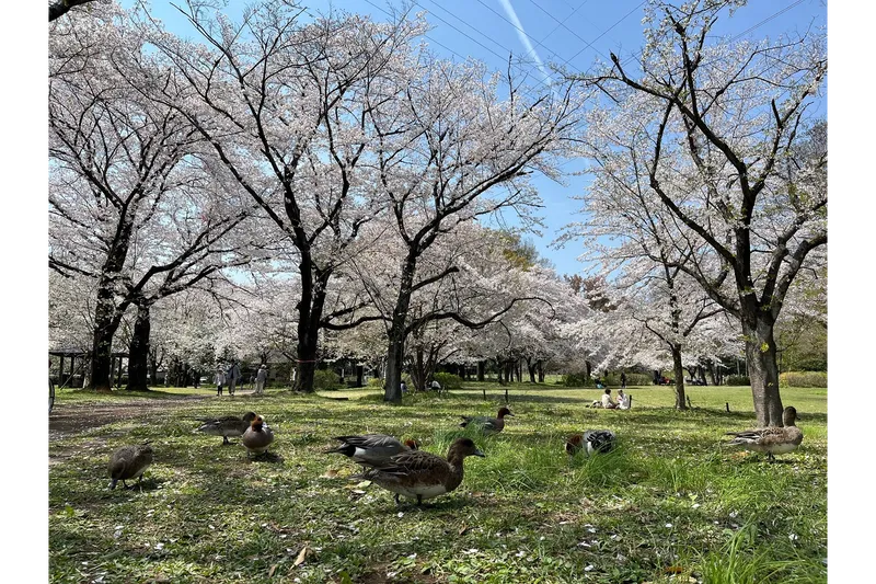 智光山公園_1