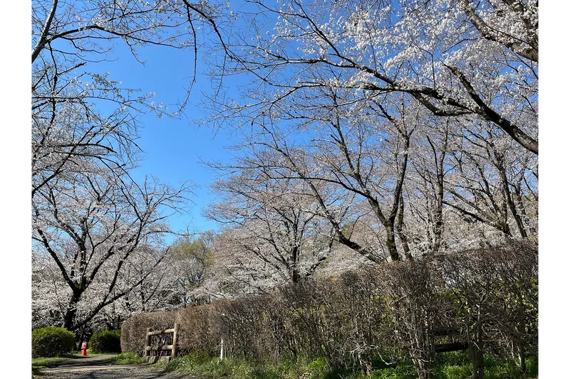 智光山公園_2