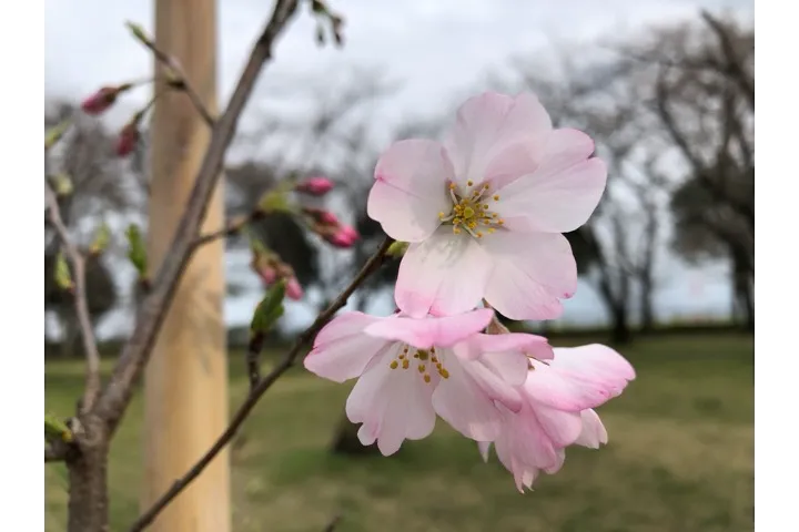 智光山公園_3