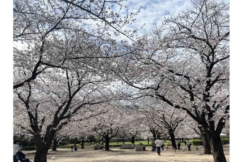 バーベキュー広場のソメイヨシノ