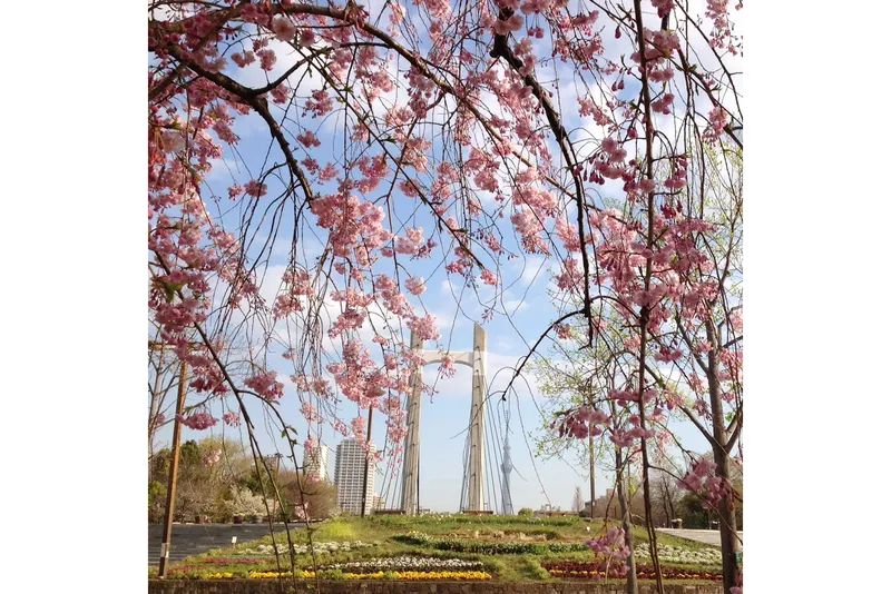 木場公園　ヤエベニシダレ