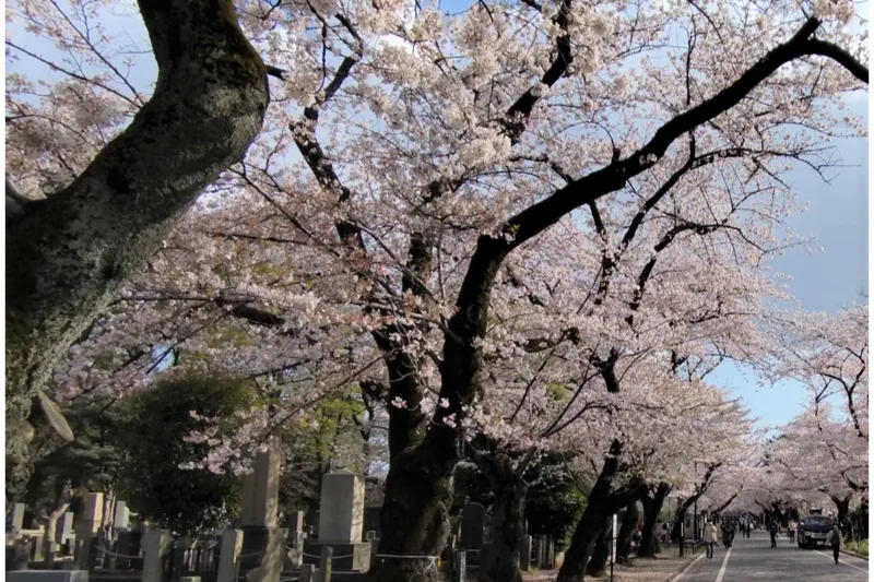 都立谷中霊園の桜・花見情報_1