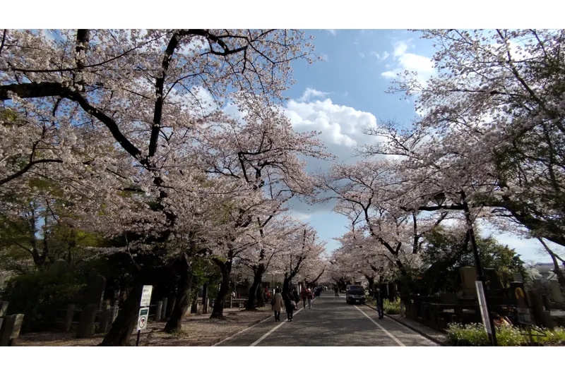 都立谷中霊園の桜・花見情報_2