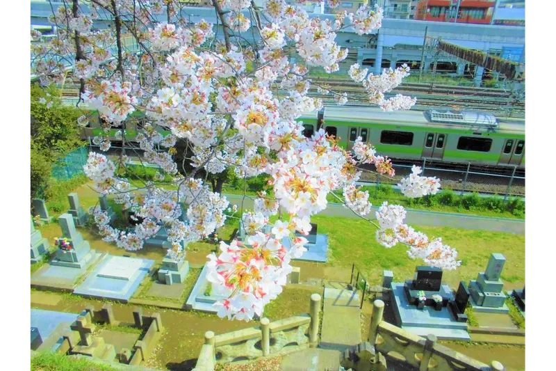 都立谷中霊園の桜・花見情報_3