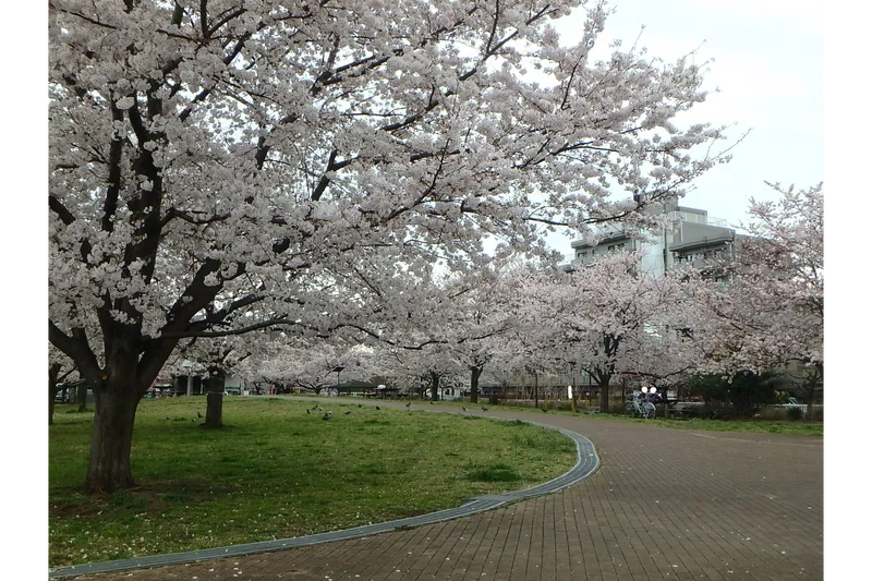 ミモザ広場