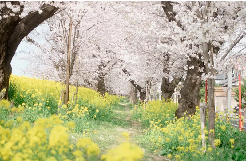 熊谷桜堤の桜・花見情報_1
