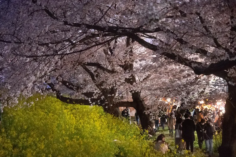 熊谷桜堤の桜・花見情報_3