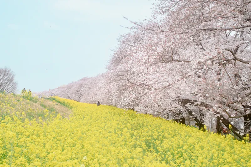 熊谷桜堤_2