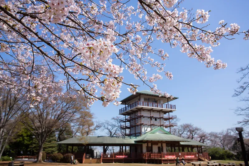 生田緑地の桜・花見情報_1