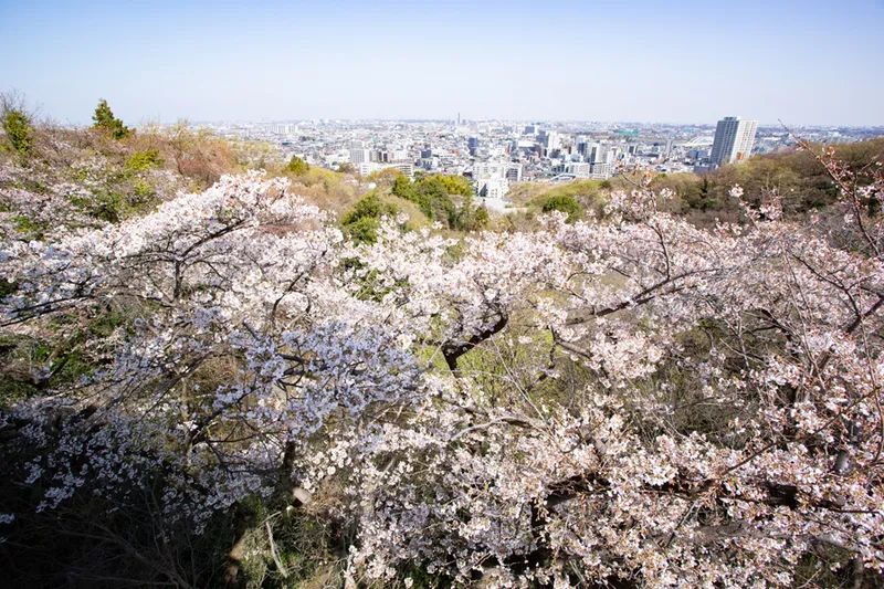 生田緑地の桜・花見情報_2