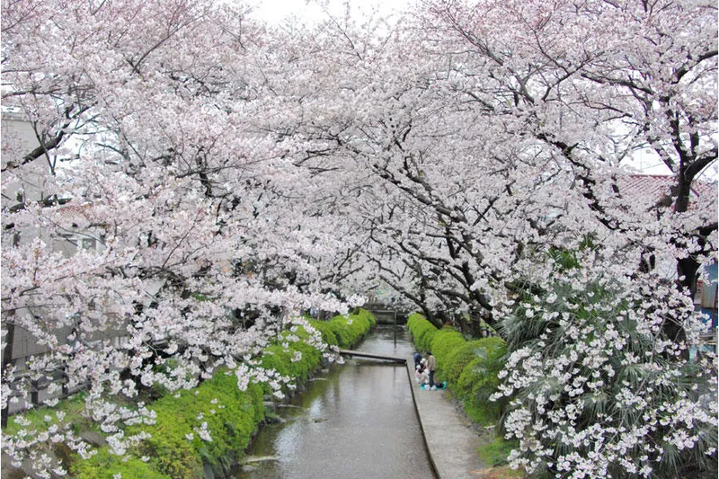 二ヶ領用水宿河原堤桜並木の桜・花見情報_1