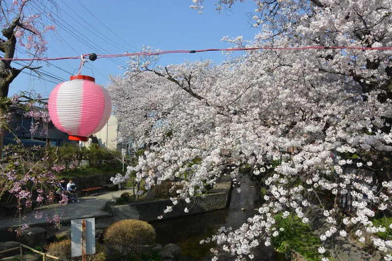 二ヶ領用水宿河原堤桜並木の桜・花見情報_2