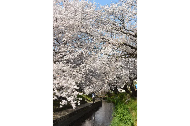 二ヶ領用水宿河原堤桜並木の桜・花見情報_3