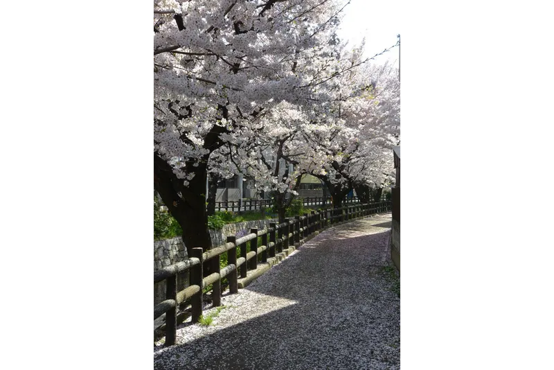二ヶ領用水宿河原堤桜並木の桜・花見情報_4