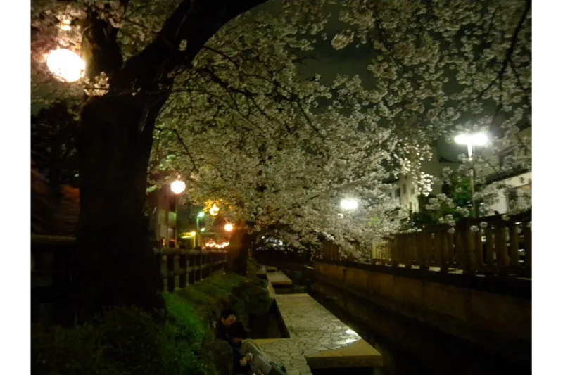 二ヶ領用水宿河原堤桜並木の桜・花見情報_5