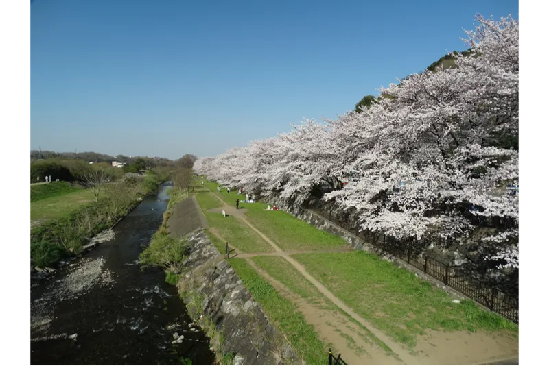 台田運動公園の桜・花見情報_1