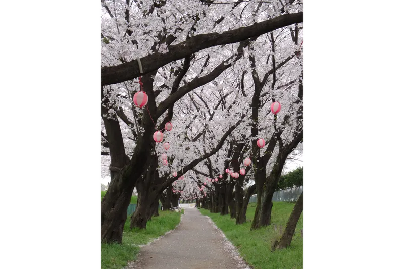 台田運動公園の桜・花見情報_2