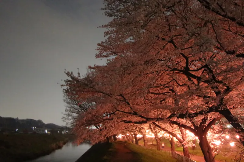 台田運動公園の桜・花見情報_3