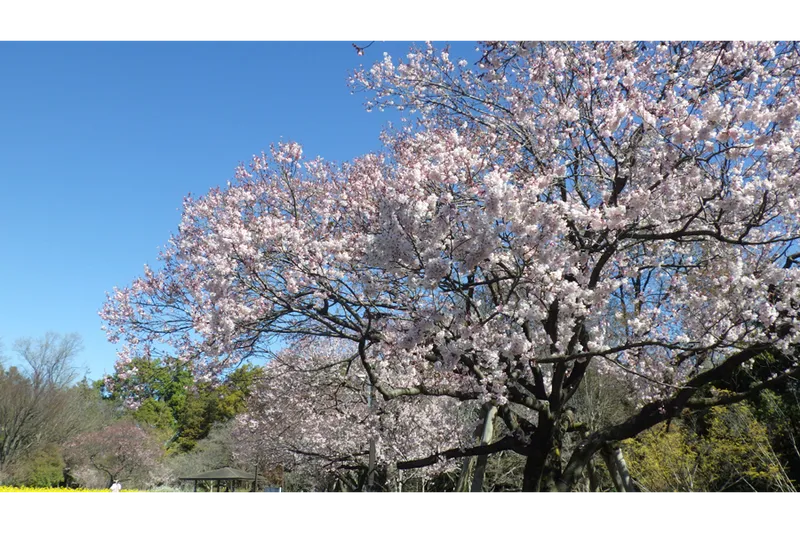 蘆花恒春園の桜・花見情報_2