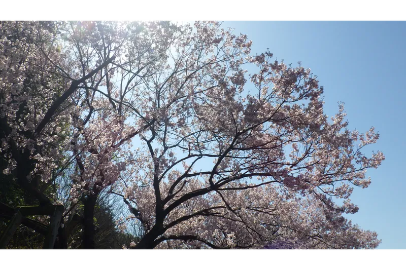 蘆花恒春園の桜・花見情報_3