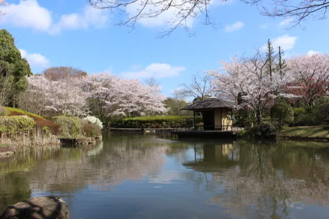 千葉県立柏の葉公園の桜・花見情報_1