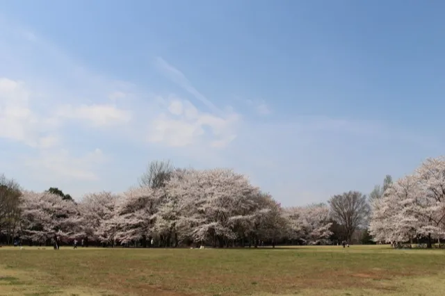 千葉県立柏の葉公園の桜・花見情報_2